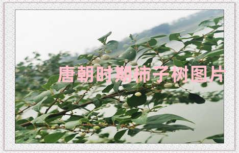 唐朝时期柿子树图片